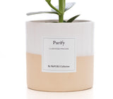 Clusia Rosea Geschenk "Purify" MIT GRUSSKARTE! - Ø12cm - ↕30cm
