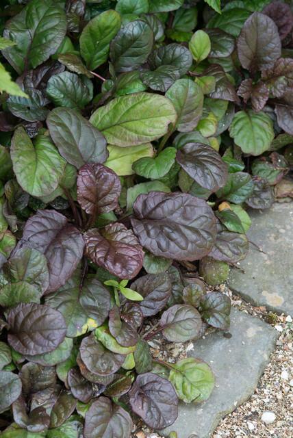 48x Ajuga reptans 'Catlin's Giant' - ↕10-25cm - Ø9cm