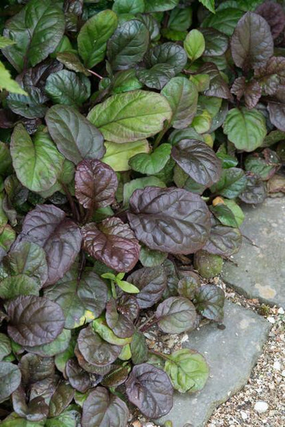 48x Ajuga reptans 'Catlin's Giant' - ↕10-25cm - Ø9cm