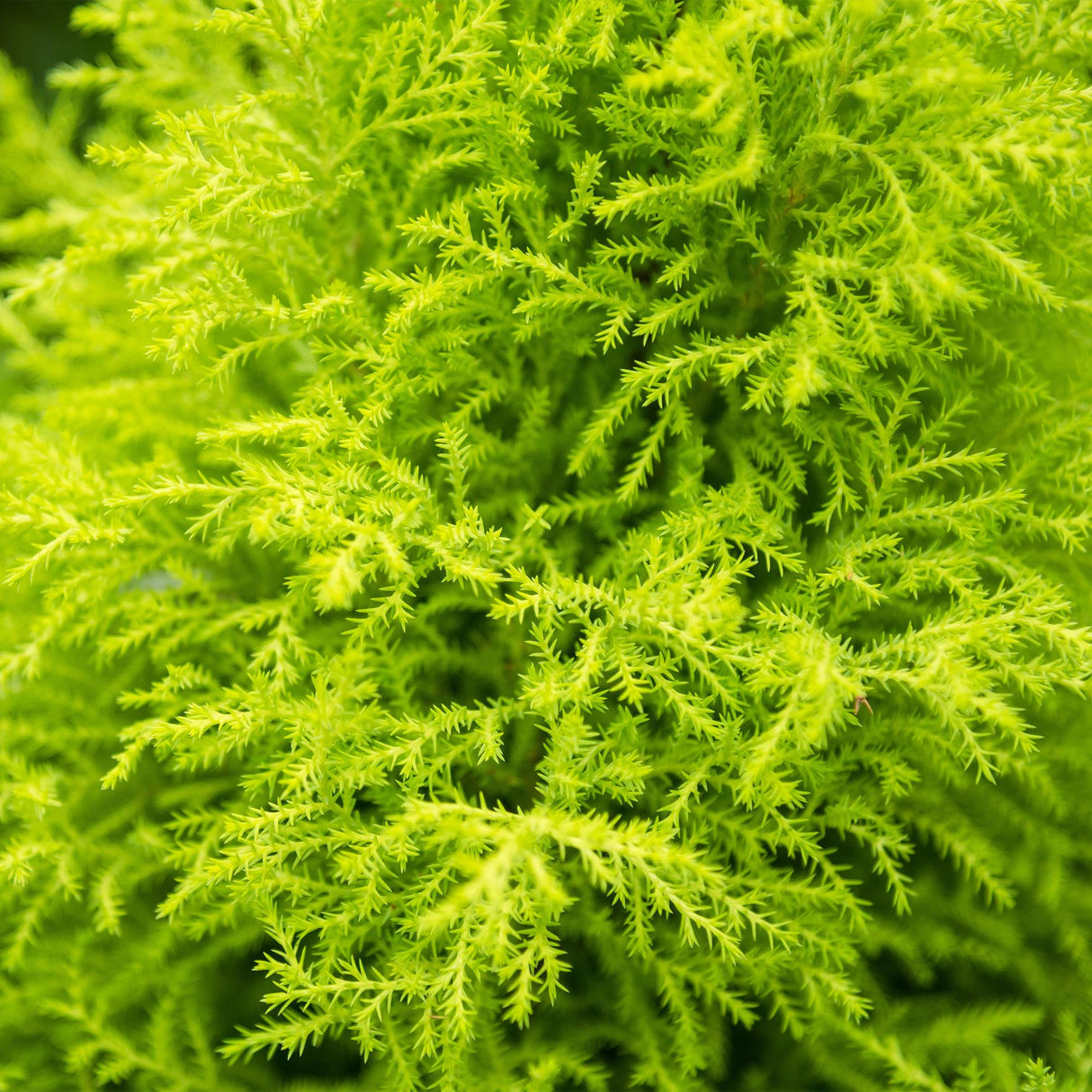 Cupressus Gold Crest Wilma - Kamer conifeer - Weinig onderhoud - Groen - met Potter Grijs - Pot 21cm - Hoogte 85-95cm