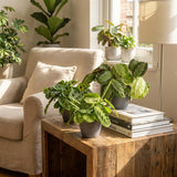Marantha Silverband, Marantha Lemon Lime Marantha Kerchoveana - Gebedsplant - Huisdiervriendelijke Plant - Groen - 3 Planten - met Potter Grijs - Pot 12cm - Hoogte 25cm