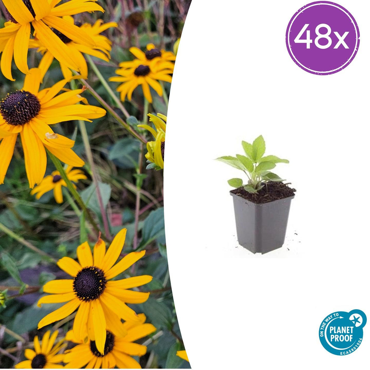 48x Zonnehoed / Rudbeckia fulgida 'Goldsturm' – ↕10cm – ⌀9 cm