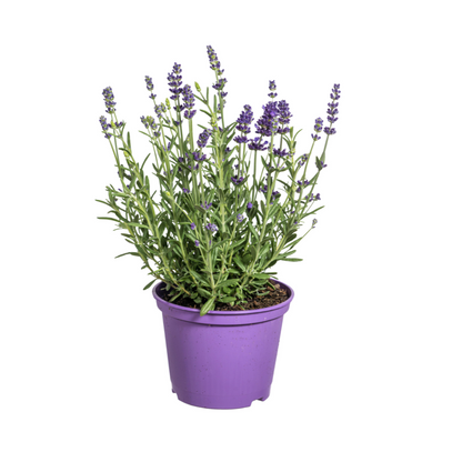 8x Lavandula Angustifolia Ø13cm - ↕30cm - Ø40cm