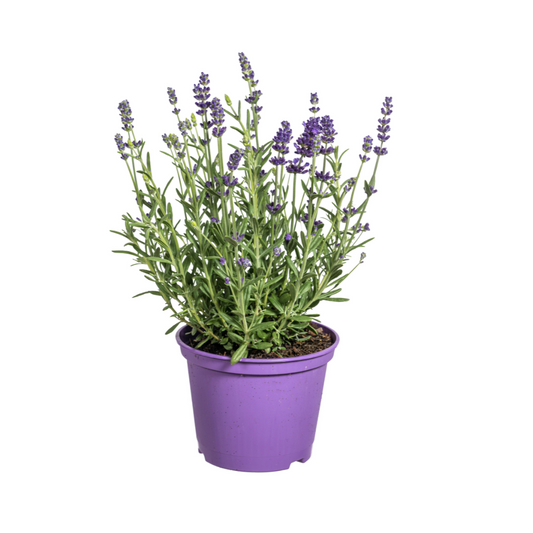 8x Lavandula Angustifolia Ø13cm - ↕30cm - Ø40cm