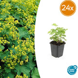 24x Alchemilla mollis - ↕10-25cm - Ø9cm