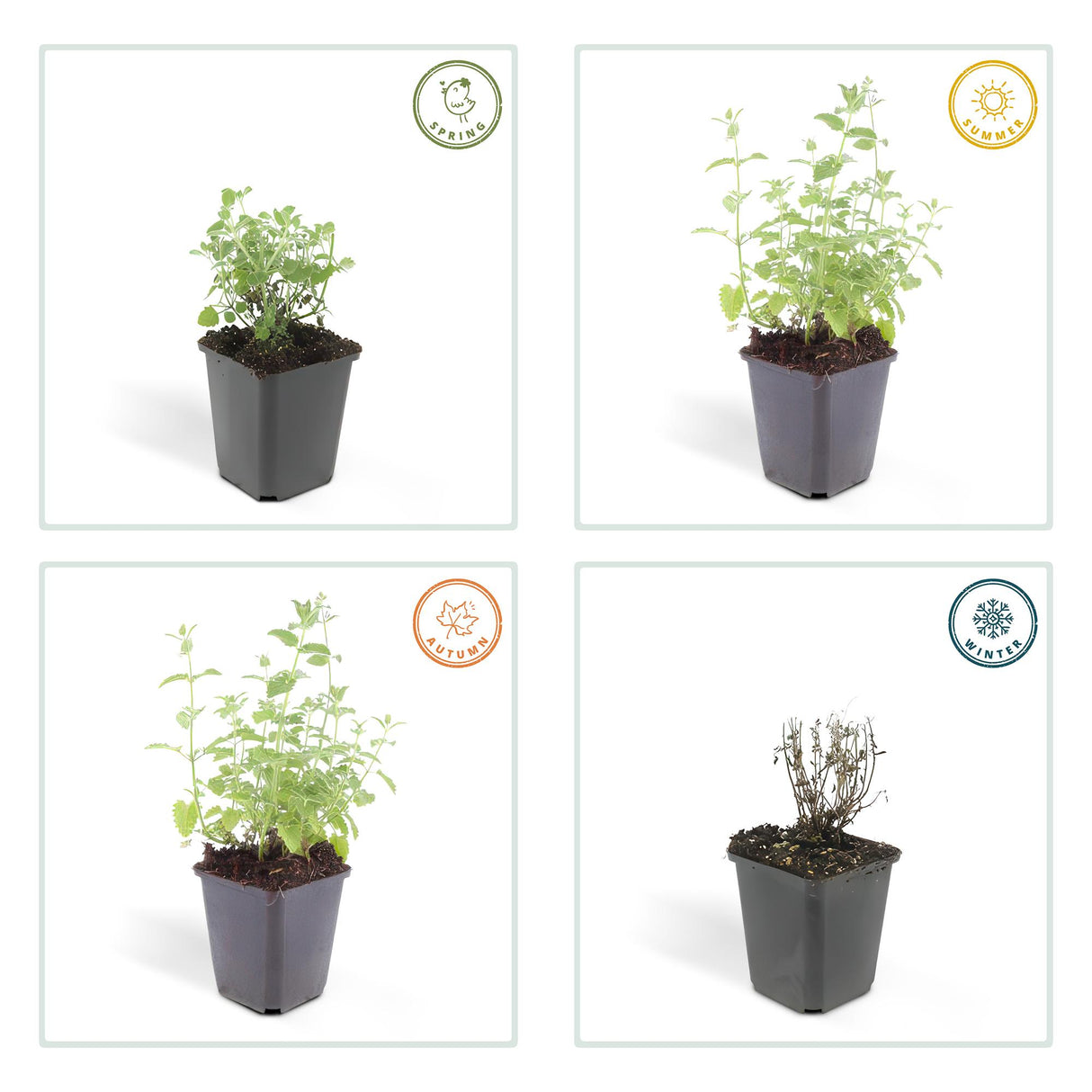 48x Nepeta 'Six Hills Giant' - ↕10-25cm - Ø9cm