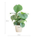Calathea Orbifolia met Viber wit - 65cm - Ø21