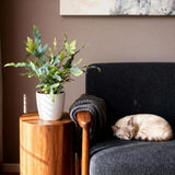 Phlebodium aureum Blue Star - Blauwe Varen - Huisdiervriendelijke Plant - Blauw - 2 Planten - met Potter Wit - Pot 12cm - Hoogte 25cm