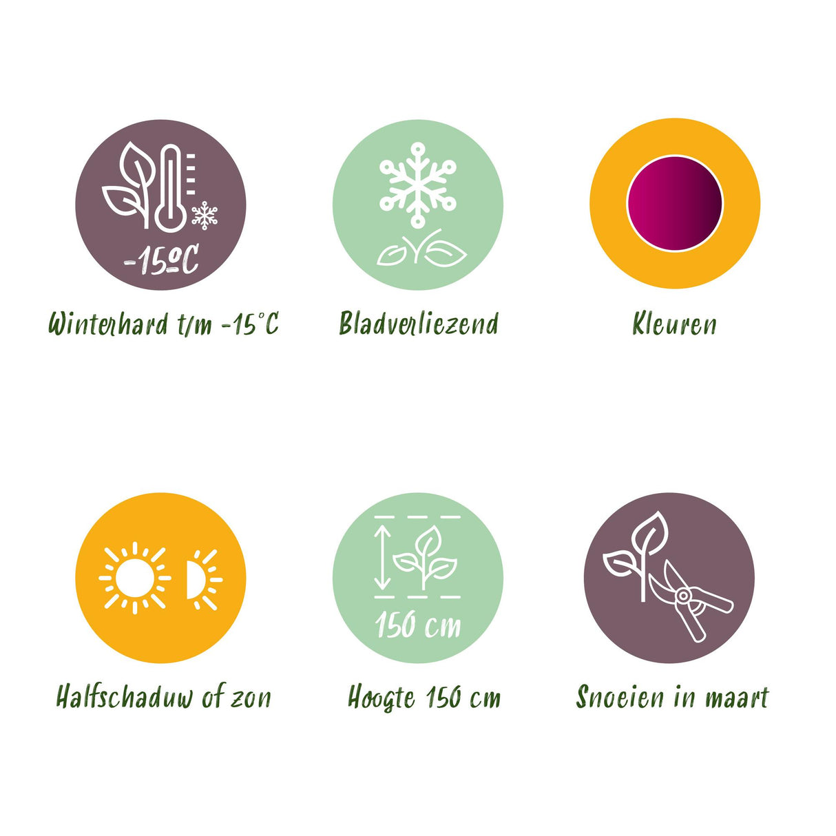 Green boutiQ - Terrasplant - Japanse Esdoorn - Acer palmatum Skeetsers Broom - Paars - 2 Planten - Bladverliezend - Pot 19cm Hoogte 70cm