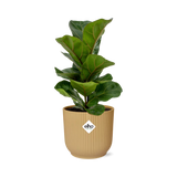 Ficus Lyrata ‘Bambino’ in ELHO Vibes Fold 14cm geel