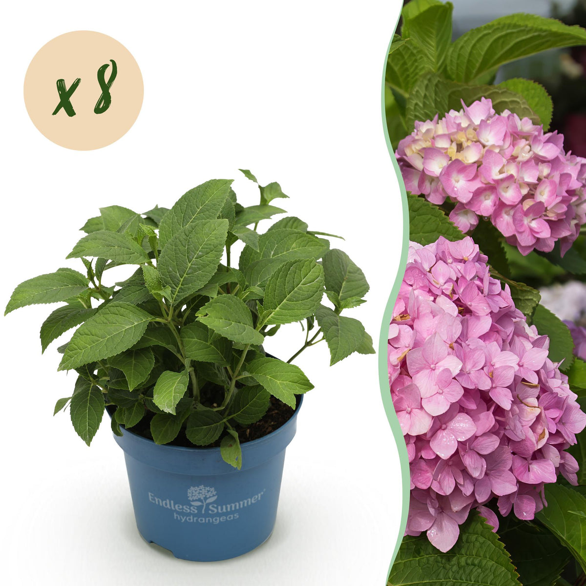 Green boutiQ - Tuinplant - Hydrangea Endles Summer The Original Pink - Hortensia - Winterhard - Roze - 8 Planten - Pot 14cm -Hoogte 20-25cm