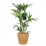 Howea Forsteriana - Kentia Palm - Weinig Onderhoud - Groen - 1 Plant - met Mand - Pot 19cm - Hoogte 80-85cm