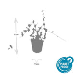 24x Vinca minor 'Blue and Gold' - ↕10-25cm - Ø9cm