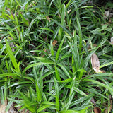 Green boutiQ - Siergrassen -  Carex morrowii Irish Green - Groen & Geel - 2 Planten - Bladhoudend - Weinig Onderhoud - Pot 17cm Hoogte 50cm