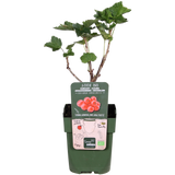 Ribes rubrum 'Jonkheer van Tets' - Aalbes - ↕45cm - Ø13cm