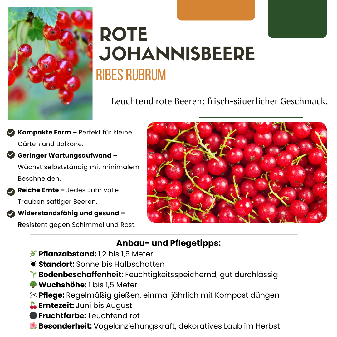 6 x Biologische Kruisbessenplanten - ↕20 cm - Ø 13 cm