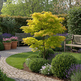 Green boutiQ - Terrasplant - Japanse Esdoorn - Acer palmatum Jordan - Geel - 2 Planten - Bladverliezend - Pot 19cm Hoogte 70cm