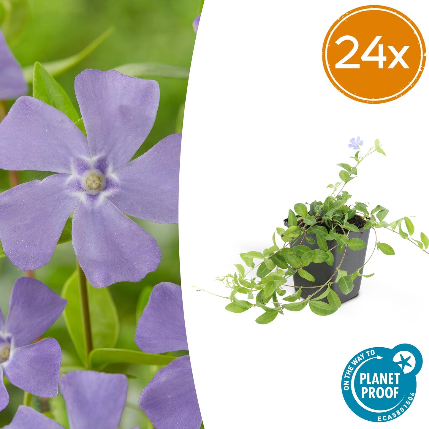 24x Vinca minor 'La Grave' - ↕10-25cm - Ø9cm