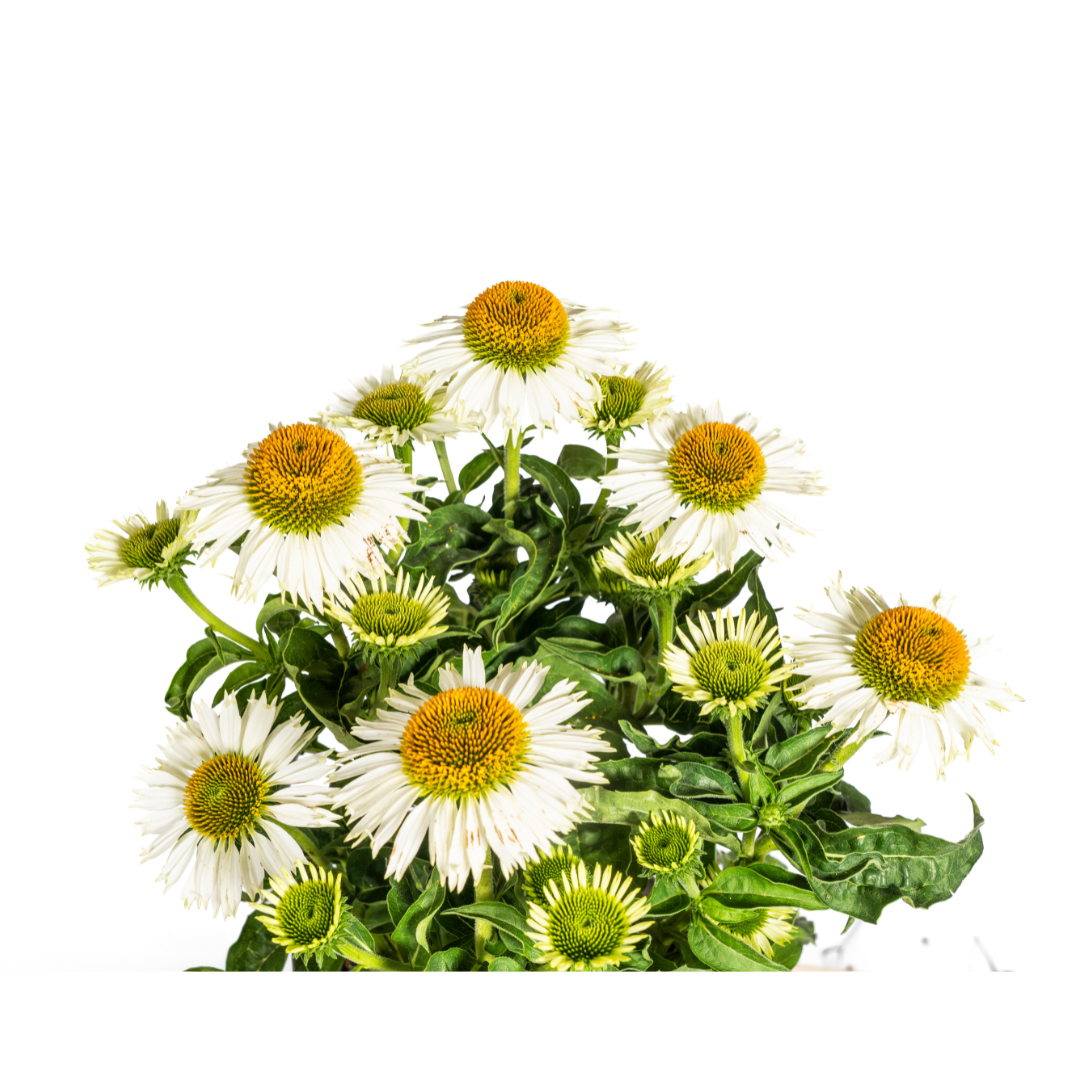 Echinacea Purpurea White Ø19cm - ↕60cm - Ø70cm