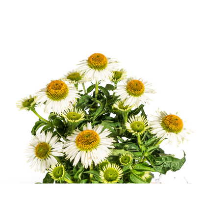 Echinacea Purpurea White Ø19cm - ↕60cm - Ø70cm