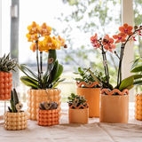 Kolibri Home | Poppy sierpot - Peach - Ø6cm