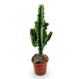 Green boutiQ - Kamerplant - Euphorbia eritrea - Afrikaanse melkboom - Weinig onderhoud - Groen - 1 - Pot 17cm - Hoogte 60cm