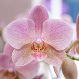 Roze orchideeënset in Diabolo Twin sierpot Pink | twee oudroze Treviso orchideeën Ø9cm