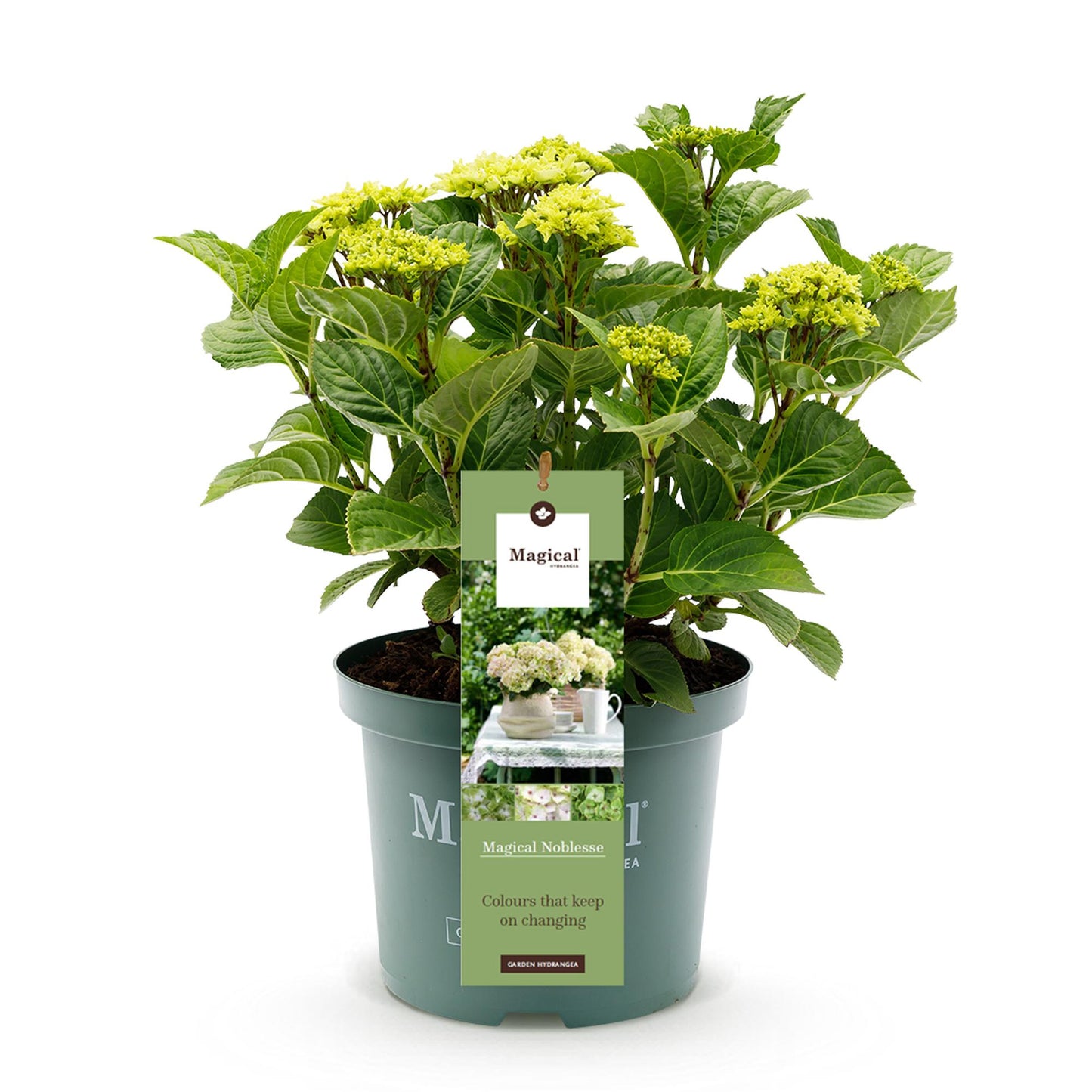 Green boutiQ - Terrasplant - Hortensia - Hydrangea Magical Nobless - Wit - 6-10 Bloemen - Pot 23cm Hoogte 55cm