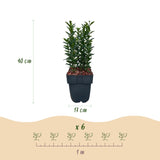 Green boutiQ - Haagplanten - Euonymus japonica Green Spire -  blad groen - 6 planten - 1 strekkende meter - groenblijvend - pot 17cm hoogte 40cm
