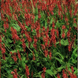 6x Persicaria amplexicaulis - ↕10-25cm - Ø9cm