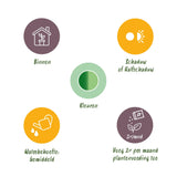 Diefenbachia Tropic Snow - Dieffenbachia - Weinig onderhoud - Groen - 1 Plant - met Potter Grijs - Pot 21cm - Hoogte 90-100cm