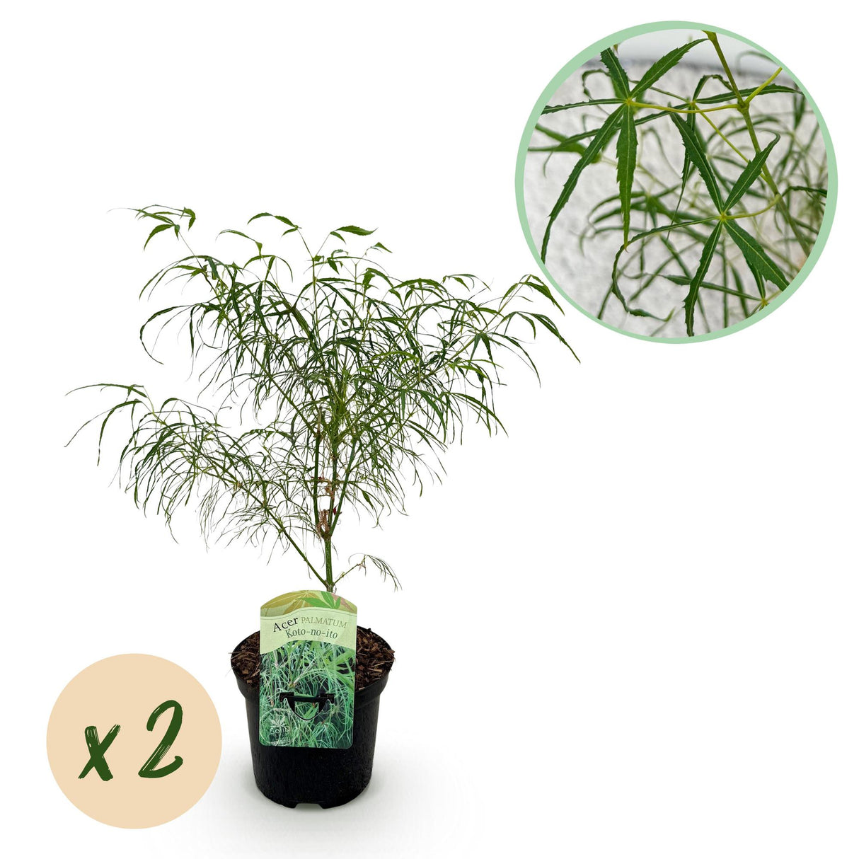 Green boutiQ - Terrasplant - Japanse Esdoorn - Acer palmatum Koto-no-ito - Groen - 2 Planten - Bladverliezend - Pot 19cm Hoogte 70cm