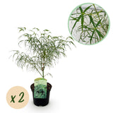 Green boutiQ - Terrasplant - Japanse Esdoorn - Acer palmatum Koto-no-ito - Groen - 2 Planten - Bladverliezend - Pot 19cm Hoogte 70cm