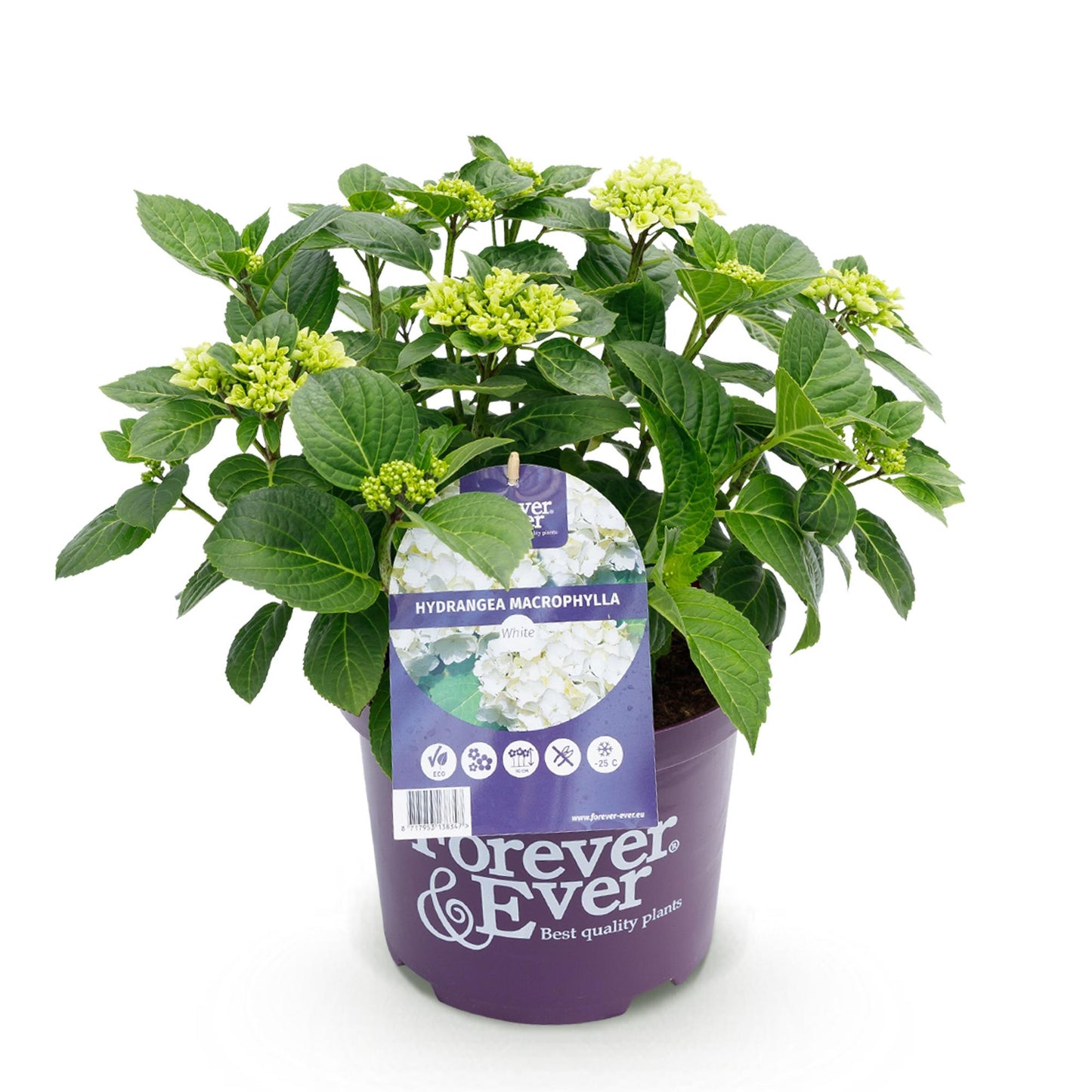 Green boutiQ - Terrasplant - Hortensia - Hydrangea Forever & Ever - Wit - 7-12 Bloemen - Pot 23cm Hoogte 55cm