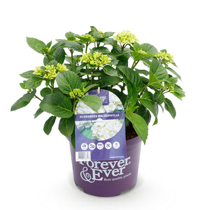 Green boutiQ - Terrasplant - Hortensia - Hydrangea Forever & Ever - Wit - 7-12 Bloemen - Pot 23cm Hoogte 55cm