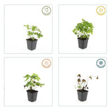 24x Geranium nodosum - ↕10-25cm - Ø9cm