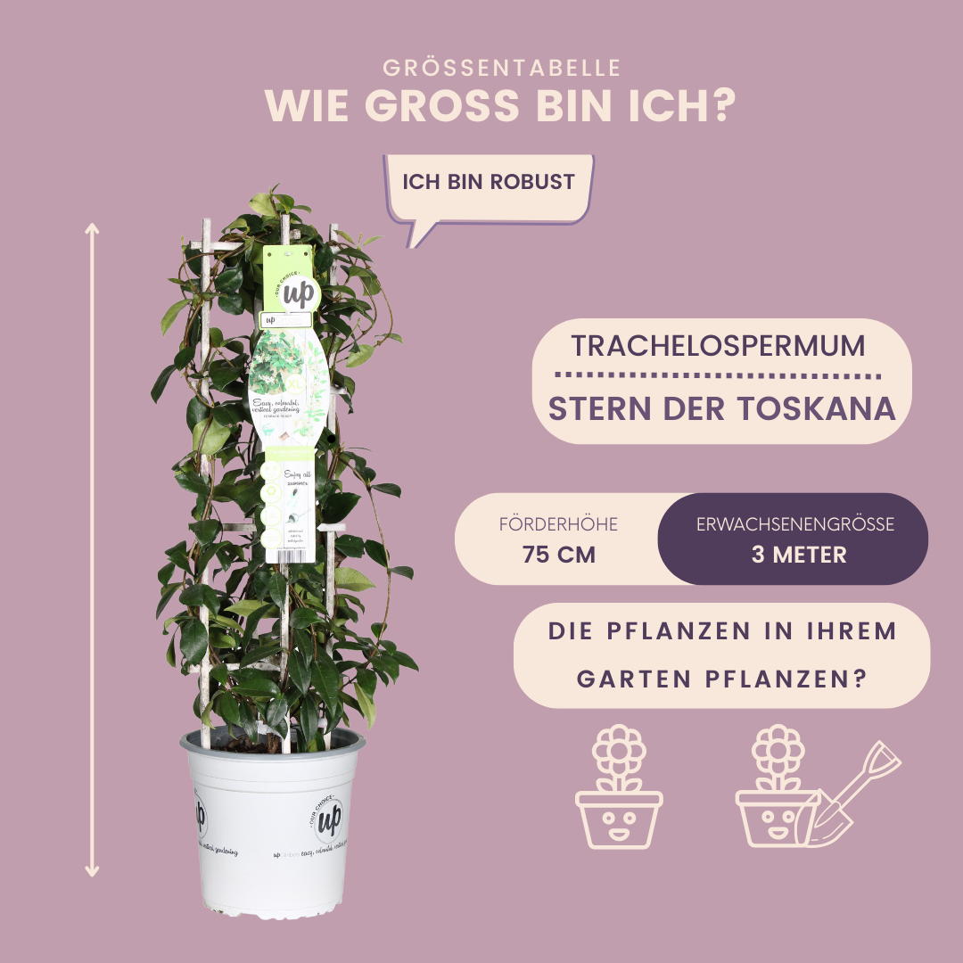 Gele Toscaanse Jasmijn - Trachelospermum asiaticum 'Yellow Star' - Ø 23 cm - ↨ 75 cm