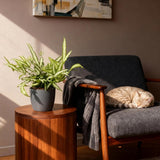 Pteris cretica Albolineata - Lintvaren - Huisdiervriendelijke Plant - Groen - 4 Planten - met Potter Grijs - Pot 12cm - Hoogte 20cm