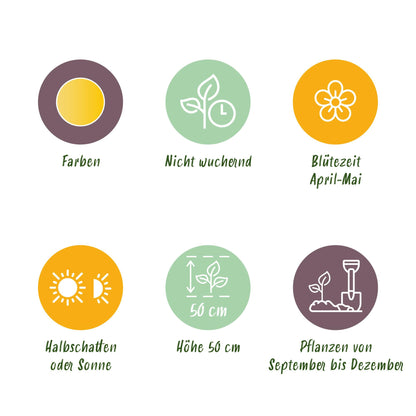 Green boutiQ - Bloembollen - Tulp Sylvestris - Kleur Geel - 20 stuks - Bolmaat 5/6 - XXL Pack