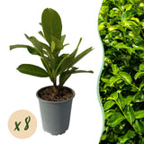 Green boutiQ - Haagplanten - Prunus laurocerasus Rotundifolia - blad groen - 8 planten - 1 strekkende meter - groenblijvend - pot 9cm hoogte 30-35cm