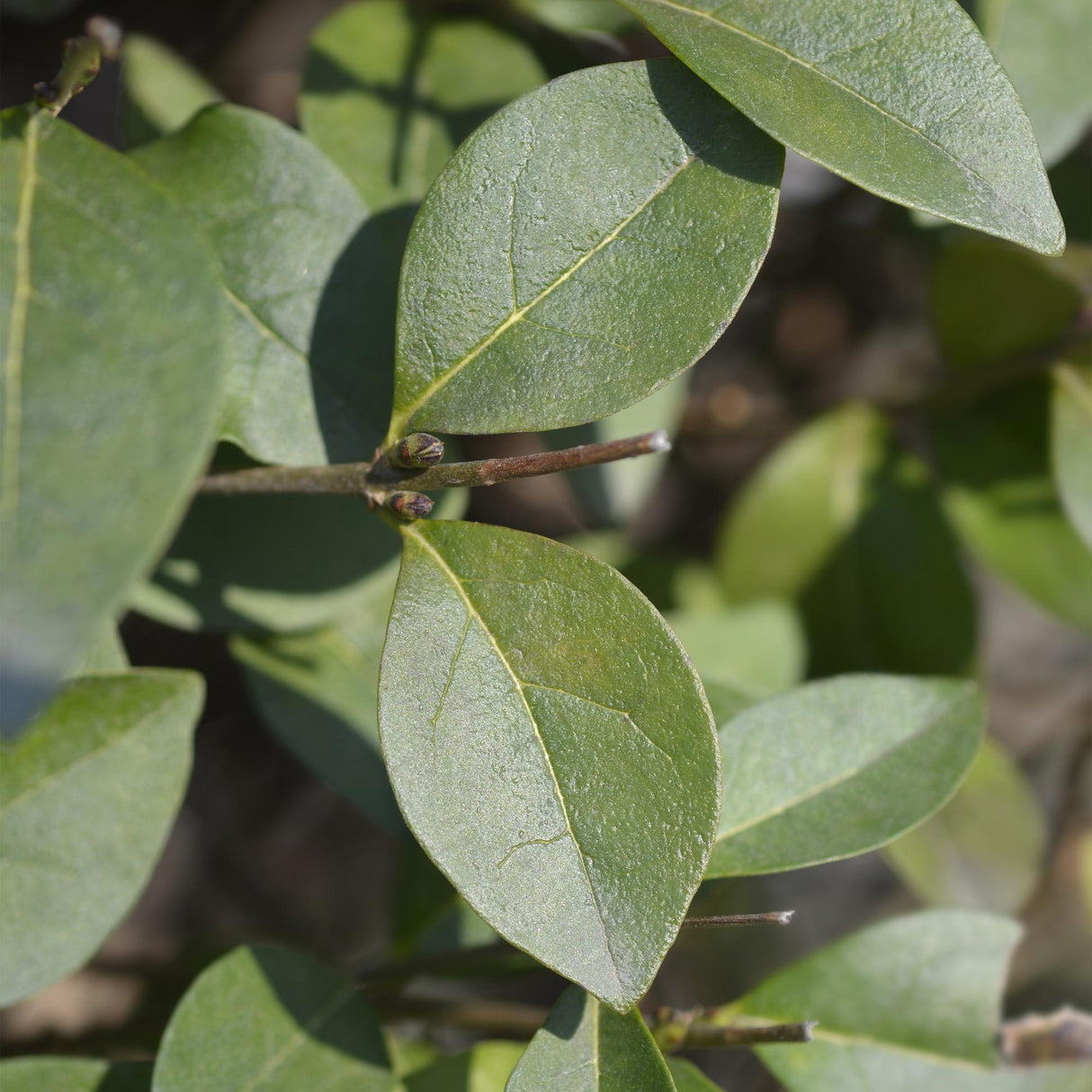Green boutiQ - Haagplanten - Ligustrum ovalifolium - blad groen - 8 planten - 1 strekkende meter - groenblijvend - pot 9cm hoogte 35-40cm