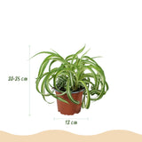 Chlorophytum comosum Bonnie - Krullende Graslelie - Huisdiervriendelijke Plant - Groen - 2 Planten - met Potter Wit - Pot 12cm - Hoogte 20cm
