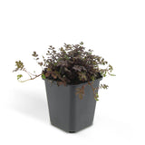 24 x Acaena microphylla 'Kupferteppich' - ↕10-25cm - Ø9cm