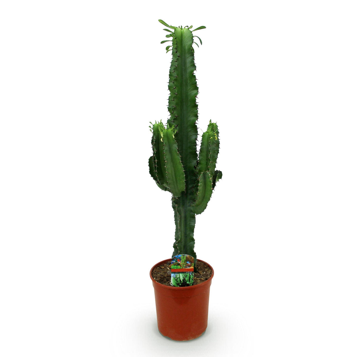 Green boutiQ - Kamerplant - Euphorbia eritrea - Afrikaanse melkboom - Weinig onderhoud - Groen - 1 - Pot 19cm - Hoogte 70cm