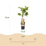 Fruitplant - Actinidia Weiki & Golden Kiwi - Kiwiplant - 1 Mannelijke - 3 Vrouwelijke - Planten - Geel - Pot 15cm - Hoogte 50cm