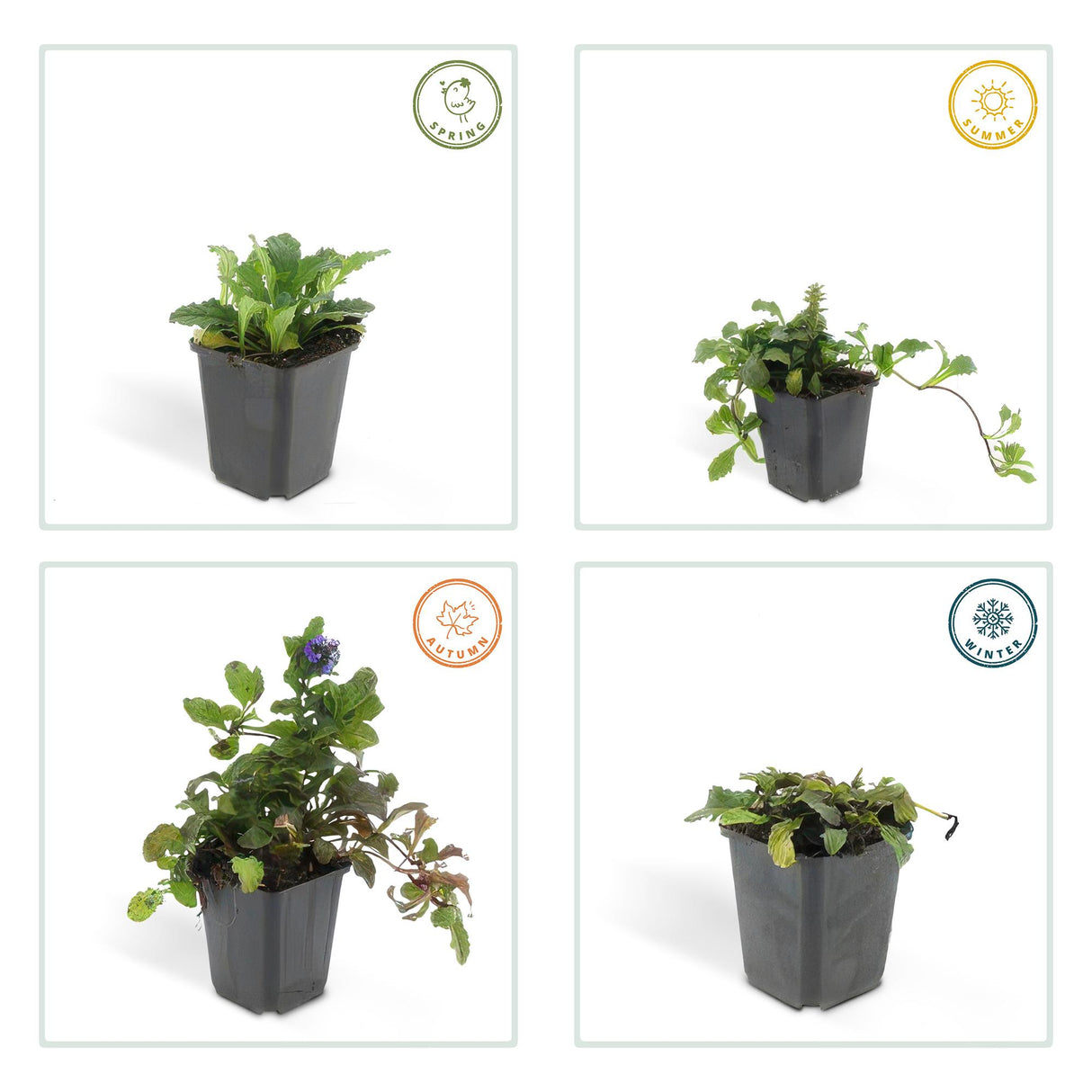 48x Ajuga reptans - ↕10-25cm - Ø9cm