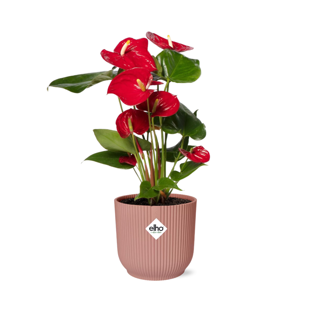 Flamingoplant / Anthurium – ↕30cm – ⌀12cm – in roze pot