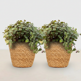 Calissia repens - Kattengras - Huisdiervriendelijk - Groen - 2 Planten - met Mand - Pot 12cm - Hoogte 17-20cm