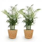 Chamaedorea elegans - Goudpalm - Huisdiervriendelijke Plant - Groen - 2 Planten - met Mand - Pot 12cm - Hoogte 15cm