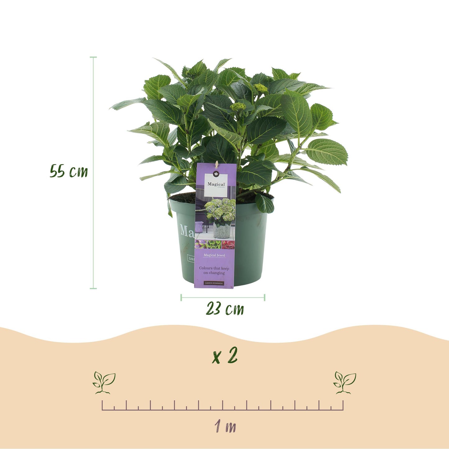 Green boutiQ - Terrasplant - Hortensia - Hydrangea Magical Jewel Blue - Blauw - 6-10 Bloemen - Pot 23cm Hoogte 55cm